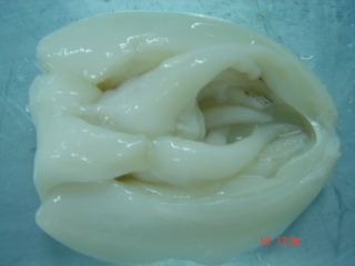 Whole Cuttlefish